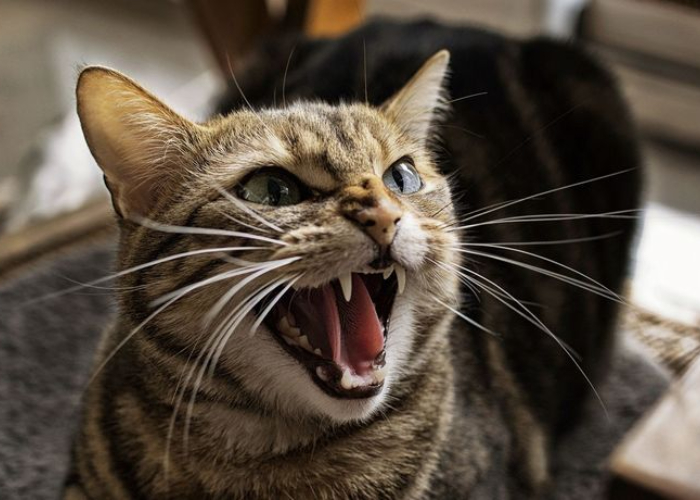 Ket. Foto: Kucing yang jadi lebih sensitif saat mengidap rabies (Foto/ Pinterest @reddit.com)