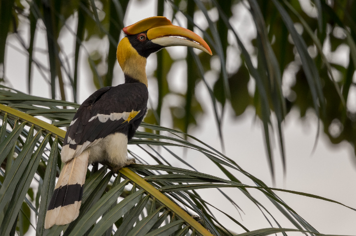 Ket. Foto: Seekor burung enggang bertengger di ranting pohon kelapa (Foto/Flickr @paulbjones)