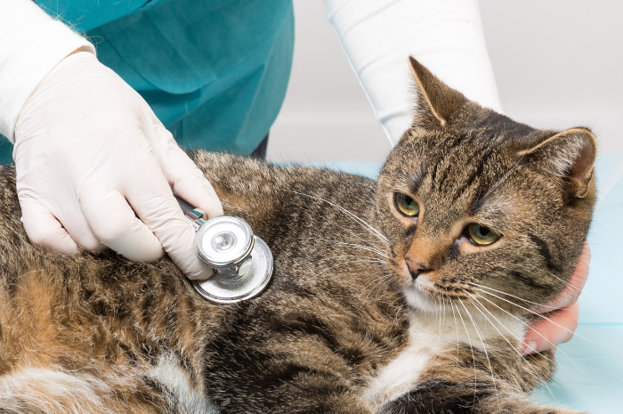 <p>Ket Foto: Kucing Muntah dan Diare Hati-hati Gejala Terkena Virus Feline Panleukopenia (foto/canva/kucing)</p>
