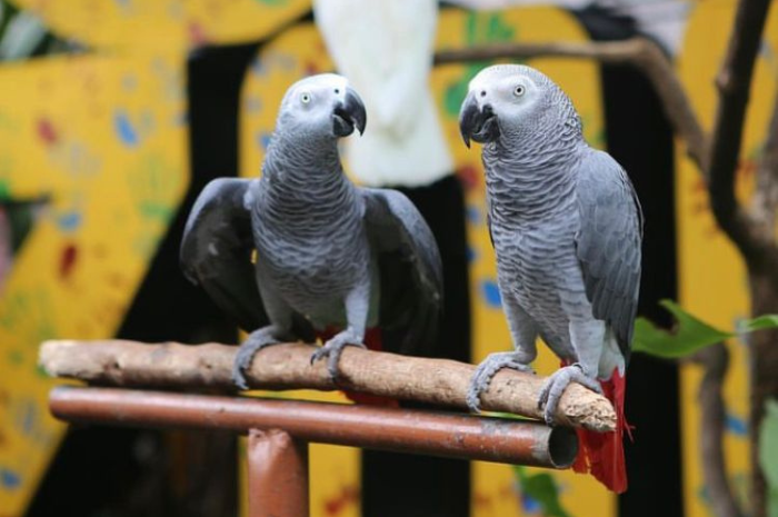 <p>Ket Foto: Gembira Loka (Foto/Instagram/glzoojogja)</p>
