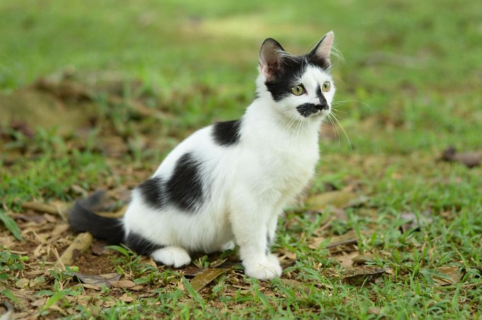 <p>Ket Foto: Ingin Pelihara Kucing, Berikut Tips Dan Trik Sebelum Memelihara (foto/gemasulawesi/meylanda)</p>
