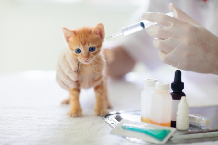 <p>Ket Foto: Bawa Kucing Ke Dokter Hewan, Apakah Biayanya Mahal? (foto/canva/kucing)</p>
