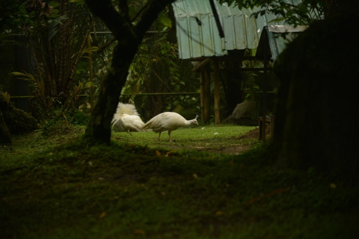 <p>Mini Zoo The Hill Hotel and Resort (foto/meylanda)</p>
