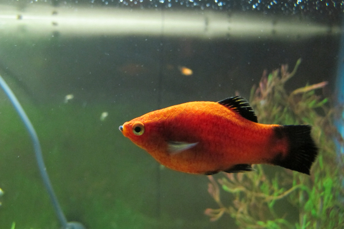 <p>Ket. Foto: Ikan Platy berwarna emas di dalam sebuah akuarium (Foto/Flickr @sfpro_studio)</p>
