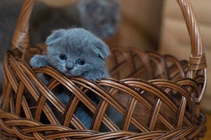<p>Ket. Foto: Foto kucing di dalam keranjang yang terlihat sedih (Foto/Pixabay/Kucing)</p>
