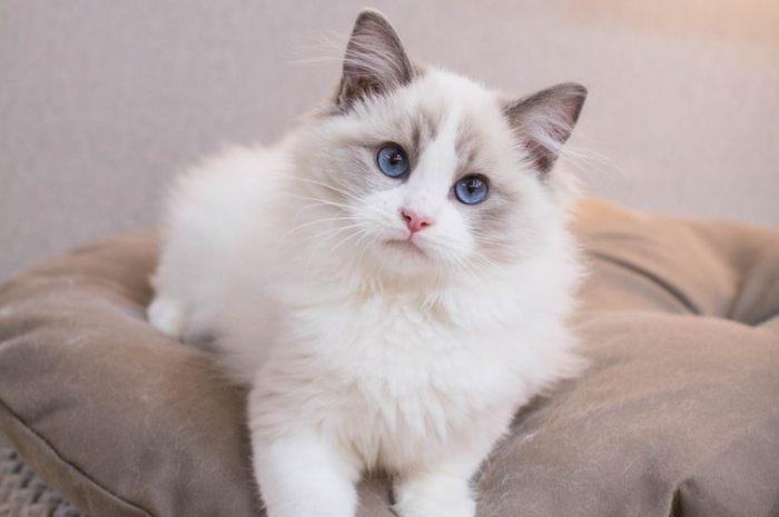 <p>Ket. Foto: Ragdoll merupakan salah satu kucing yang mudah dipelihara oleh pemula (Foto/Pixabay/Kucing Ragdoll)</p>
