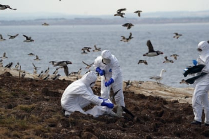 <p>Keterangan Foto: Wabah Flu burung yang mulai berkembang di Inggris, (Foto: /Twitter/owenhumpreys)</p>
