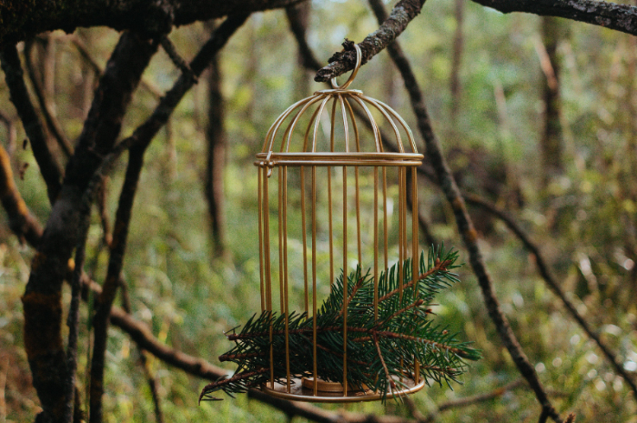 <p>Ket. Foto: Sangkar burung yang tergantung di ranting pohon (Foto/Pixabay/Sangkar Burung)</p>
