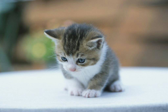<p>Ket. Foto: Anak kucing yang lucu tanpa induknya (Foto/Flickr/Anak Kucing)</p>
