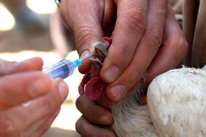 <p>Lawan Flu Burung, Inilah Saran Profesor IPB untuk Peternak</p>
