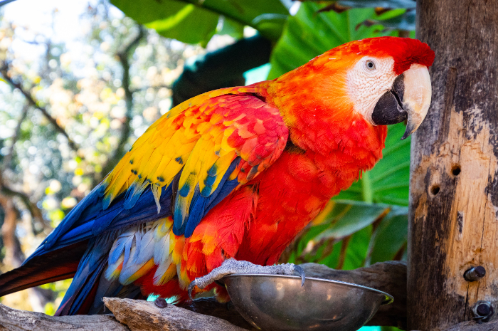 <p>Ket. Foto: Seekor burung beo yang bertengger di batang pohon (Foto/Pexels/Burung Beo)</p>
