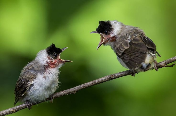 <p>Ket. Foto: Dua burung Kutilang yang sedang berkicau nyaring antara satu sama lain (Foto/Pinterest @alihamdan.id)</p>
