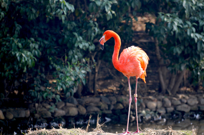 <p>Ket. Foto: Seekor burung Flamingo di pinggir sungai (Foto/Pexels @len)</p>
