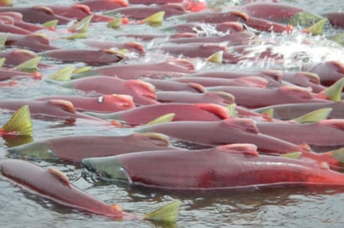 <p>Keterangan Foto : Populasi ikan salmon di AS, (Foto:/Twitter/@Routers)</p>
