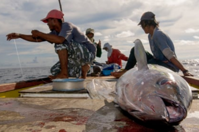 <p>Keterangan Foto: Penangkapan Ikan Tuna , (Foto:/Instagram/@national geografi)</p>
