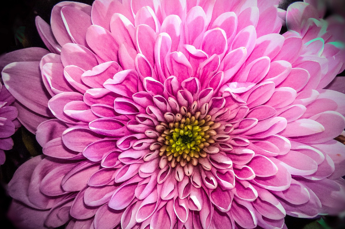 <p>Ket. Foto: Close-up bunga krisan berwarna pink (Foto/Pixabay/Bunga Krisan)</p>
