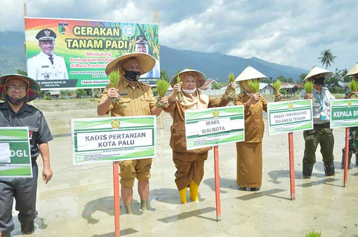 <p>Foto: Gerakan tanam padi di Kota Palu, Sulteng. Senin 5 April 2021.</p>
