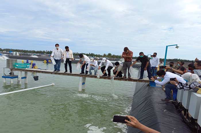 <p>Foto: Gubernur Sulawesi Tengah tabur udang di Parigi Moutong.</p>
