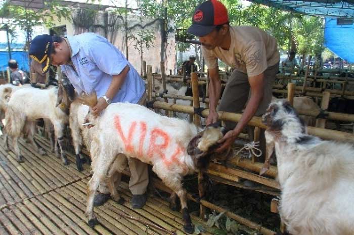 <p>Foto: Hewan Qurban</p>
