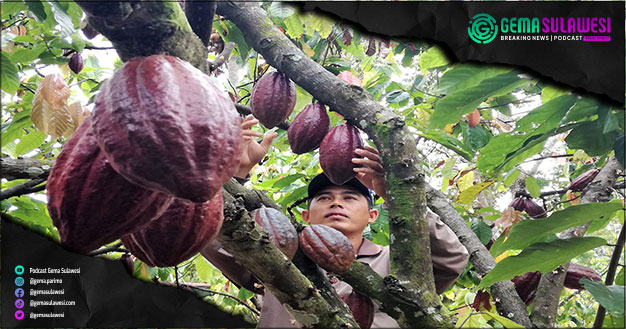 <p>Ket Foto: HIPMI Ajak Pengusaha Muda Peluang Bisnis Kakao di Sulbar (Ilustrasi Gambar)</p>
