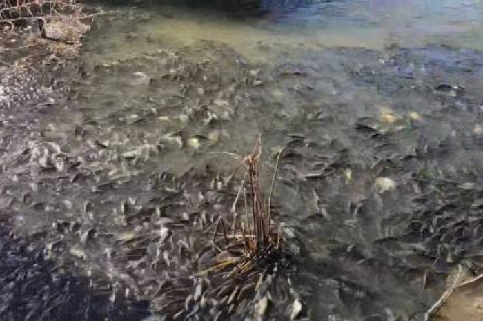 <p>Keterangan Foto:Ikan Mas yang mati di Menindee Australia,(Foto:/Twitter/fleurconick)</p>
