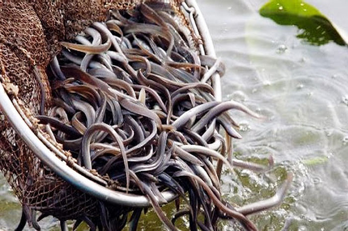 <p>Foto: Illustrasi Ikan Sidat.</p>
