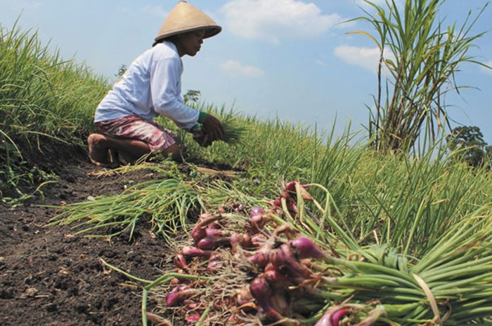 <p>Jadikan Sigi Sulteng Pemasok Bawang Merah, BI Bantu Petani.</p>
