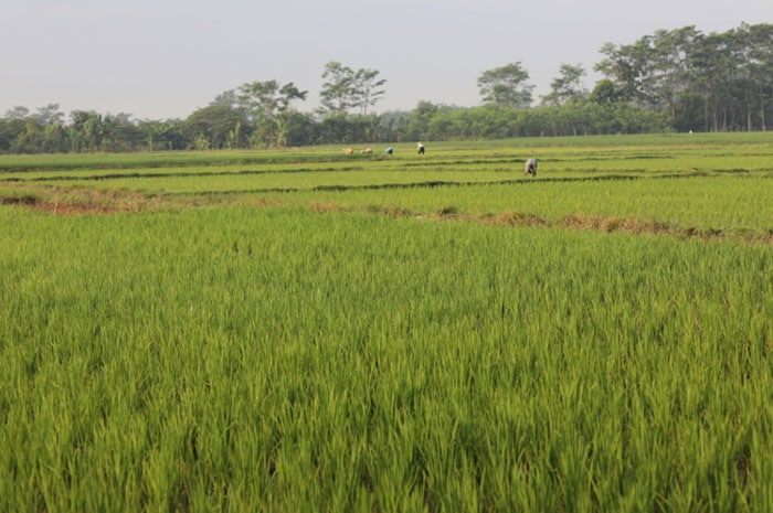 <p>Foto: Illustrasi smart farming di Parimo, Sulteng. Rabu 3 Maret 2021. </p>
