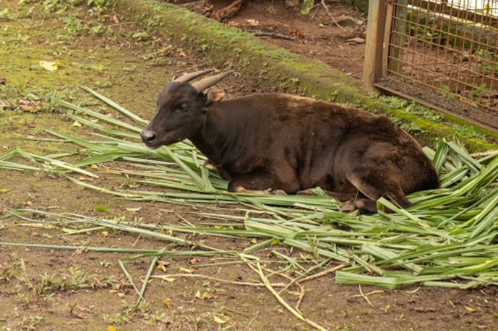 <p>Ket Foto: Ilustrasi anoa di Sulawesi Utara (Foto/Pixabay)</p>
