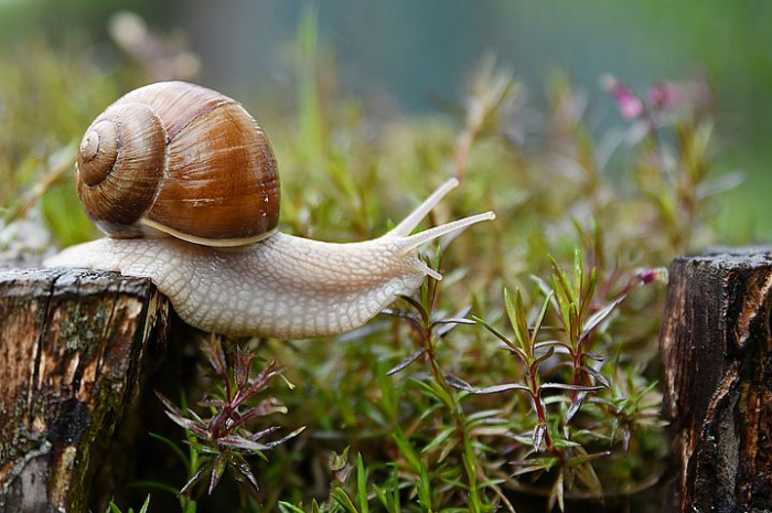 <p>Ket Foto: Ilustrasi keong atau siput (Foto/Pixabay)</p>
