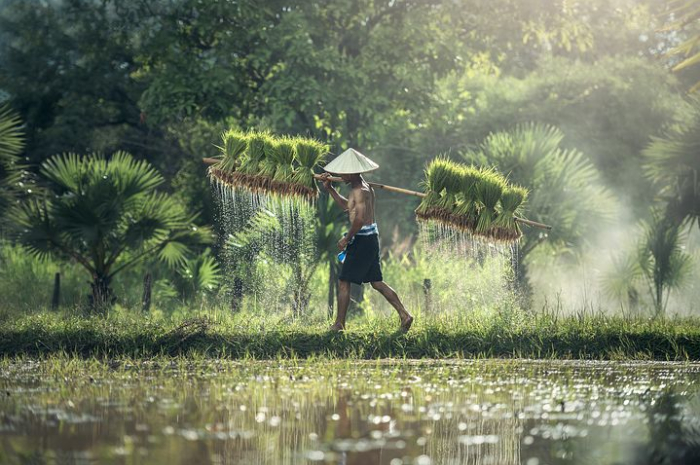 <p>Ket Foto: Ilustrasi petani yang sedang panen (Foto/Pixabay)</p>
