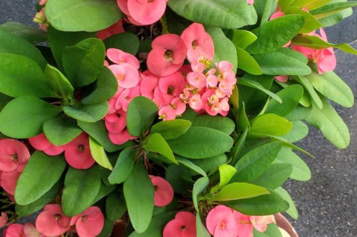 <p>Ket Foto: Euphorbia atau Mahkota Duri (Foto/Pinterest @lifeshinning)</p>
