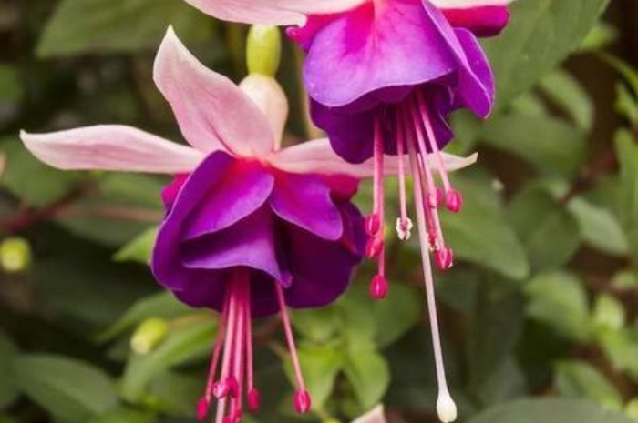 <p>Ket Foto: Tanaman Hias Fuchsia (Foto/Pinterest @bobvila)</p>
