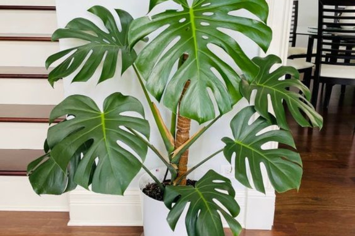 <p>Ket Foto: Tanaman Hias Monstera (Foto/Pinterest @reddit)</p>
