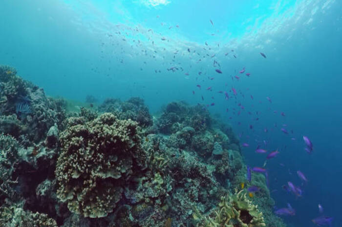 <p>Ket Foto: Ilustrasi foto terumbu karang yang ada di bawah laut (Foto/Pixabay/Manado)</p>
