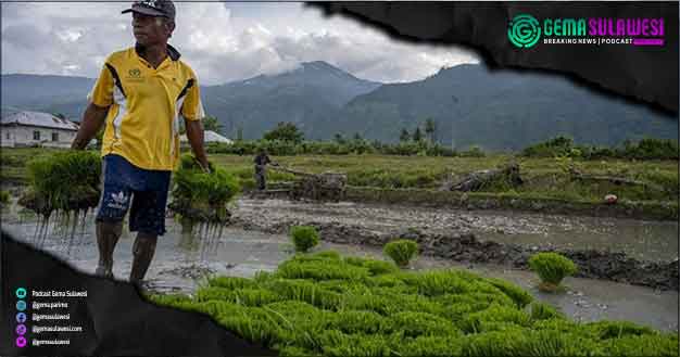<p>Ket Foto: Sejumlah petani bercocok tanam persiapan penyangga pangan IKN (Ilustrasi Gambar)</p>
