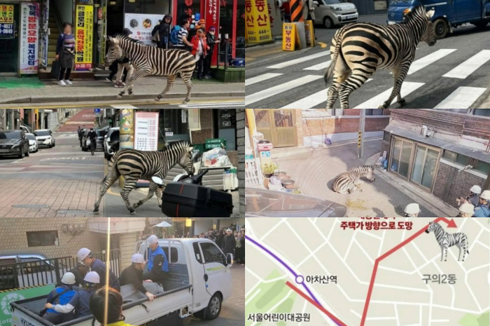 <p>Ket. Foto: Zebra yang Melarikan Diri dari Kebun Binatang Seoul (Foto/Instagram/@panncafe)</p>
