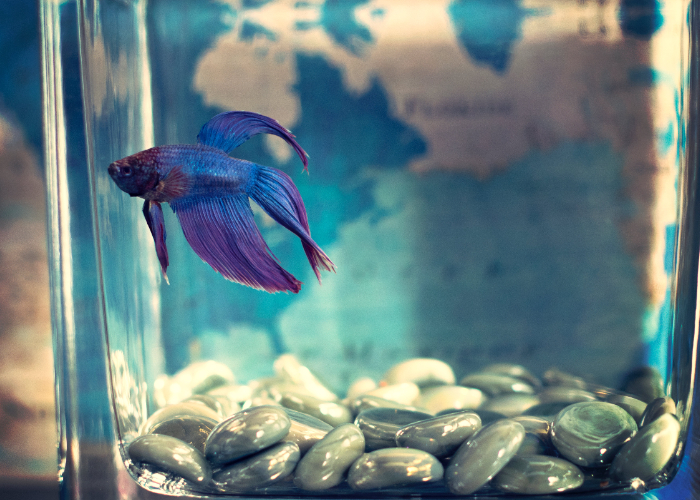 Ket. Foto: ikan cupang berwarna ungu di dalam gelas (Foto/Pexels @timmossholder)