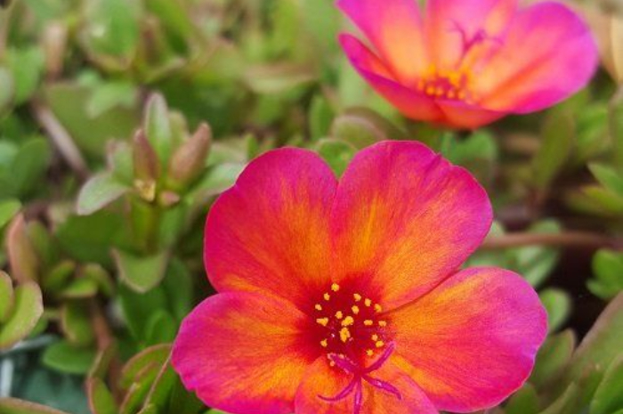 <p>Ket Foto: Tanaman Hias Portulaca (Foto/Pinterest @balconi)</p>
