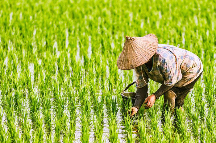 <p>Foto: Illustrasi Petani Sawah.</p>
