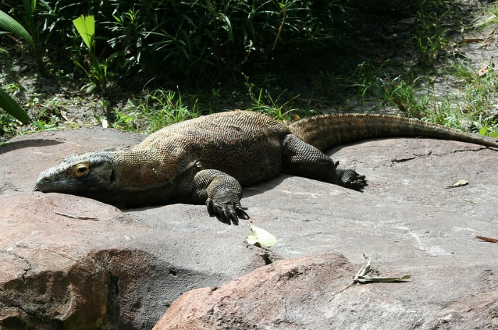 <p>Ket foto: Pengalaman seru di wisata Pulau Komodo Labuan Bajo, menegangkan dan tidak akan terlupakan (Foto/Pixabay/JamesDeMers)</p>
