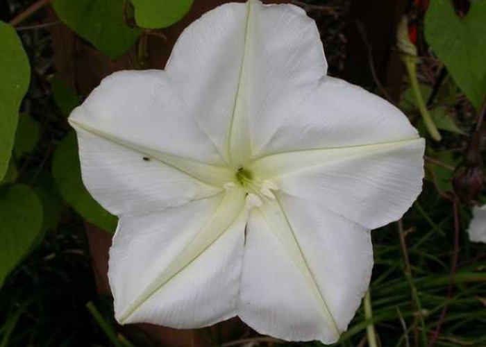 Ket. Foto: Bunga mooflower yang mekar di malam hari (Foto/Pinterest @stltoday)