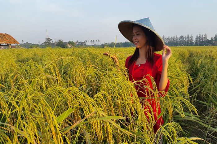 <p>Foto: Lahan padi ladang di Parigi Moutong.</p>