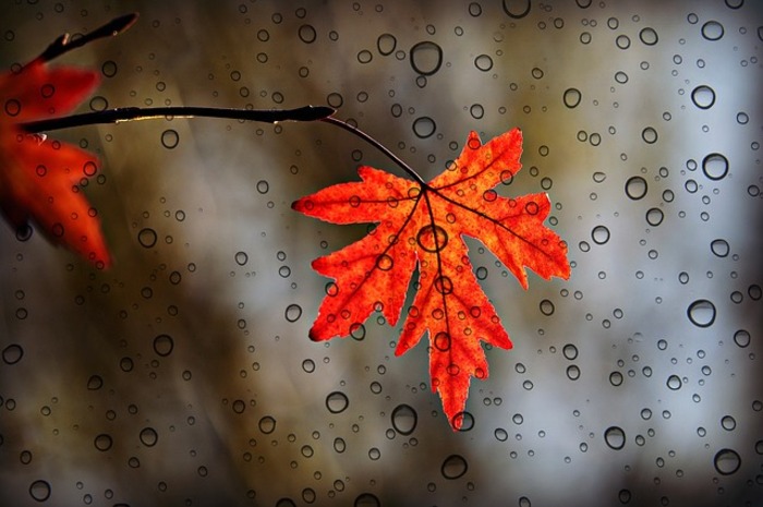 <p>Ket Foto: Ilustrasi foto hujan (Foto/Pixabay/Hujan)</p>
