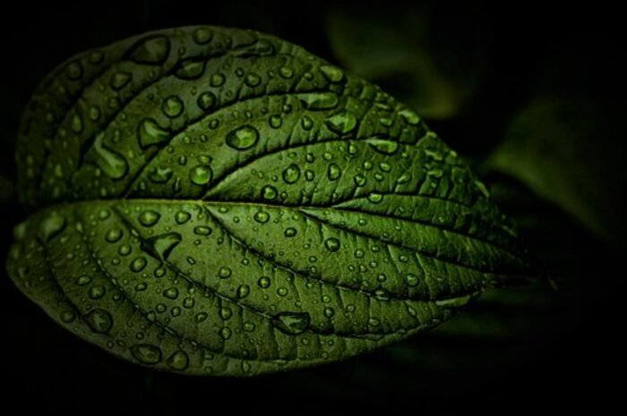<p>Ket Foto: Ilustrasi foto hujan yang membasahi daun (Foto/Pixabay/Hujan)</p>
