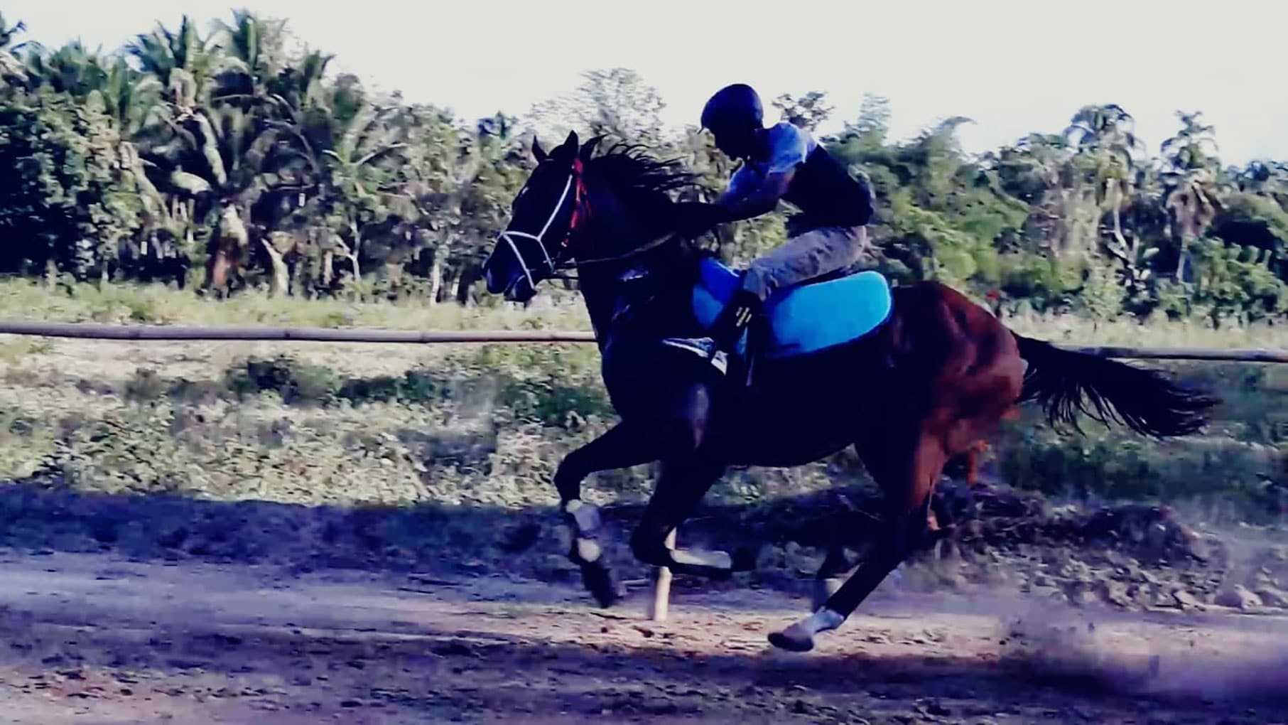 <p>Magneto, kuda juara asal Sulawesi Tengah. GemasulawesiFoto/Amirullah.</p>