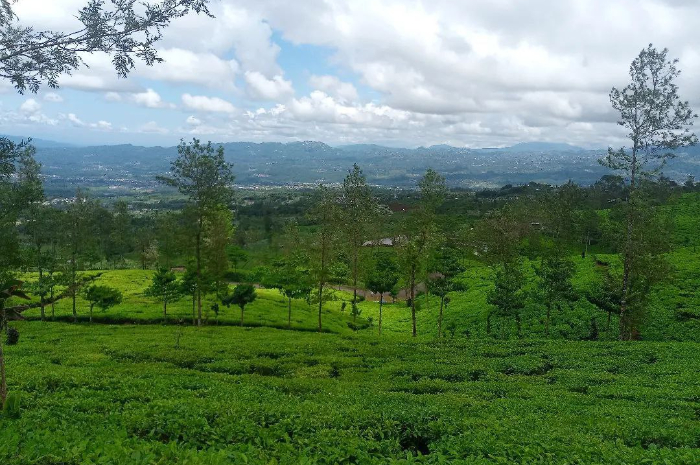 <p>Ket foto: Menikmati pesona wisata Lembah Sikembang Wonosobo, hamparan kebun teh yang membius mata (Foto/Instagram/yogiwb.22)</p>
