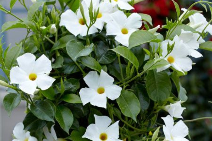 <p>Ket Foto: Mandevilla Sanderi (Foto/Pinterest @hausten)</p>
