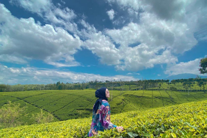 <p>Ket foto: Cantiknya wisata Kebun Teh Kabawetan, Kepahiang, Bengkulu (Foto/Instagram/lauraulandarii)</p>
