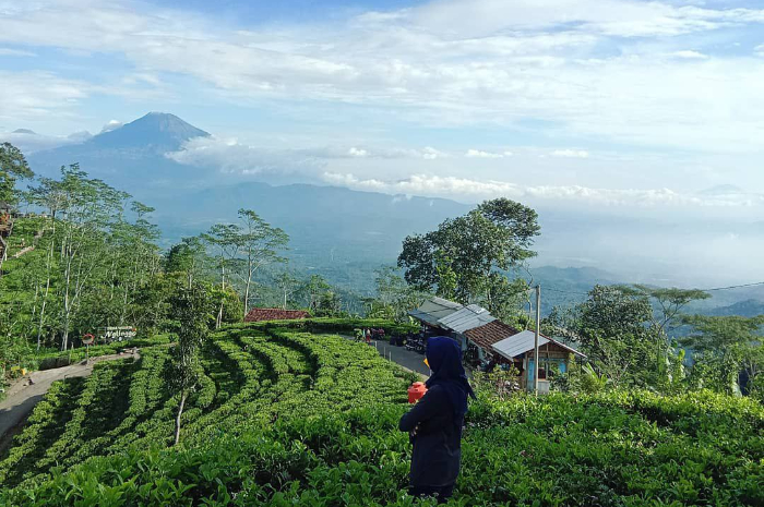 <p>Ket foto: Intip keindahan wisata Kebun Teh Nglinggo Yogyakarta, bisa minum teh dari puncaknya (Foto/Instagram/itsmirzaraf25)</p>
